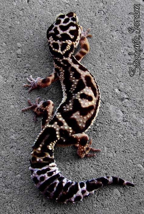 Mack Snow Leopard Gecko, Leopard Gecko Cute, Cute Gecko, Cute Lizard, Cute Reptiles, Leopard Gecko, Reptiles Pet, Pretty Animals, Reptiles And Amphibians