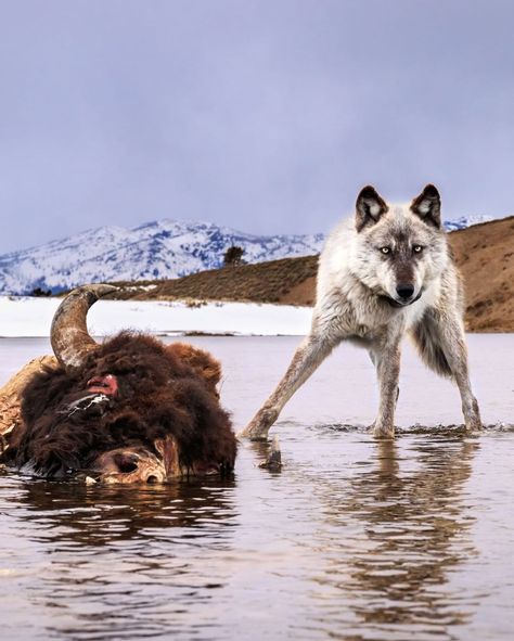 National Geographic on Instagram: “Photo by @ronan_donovan | This Yellowstone wolf is known as Mr. Blue. He was born a black wolf and his fur has changed from black to this…” Yellowstone Wolves, Wild Wolves, Wild Wolf, Lone Wolf, Wild Dogs, Black Wolf, Wildlife Animals, Yellowstone National, Yellowstone National Park