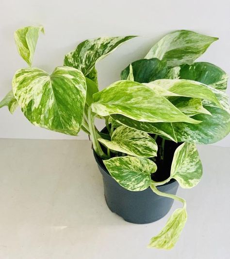 Ivy Plant Indoor, Marble Queen, Devils Ivy, Cream Marble, Ceramic Planter Pots, Ivy Plants, Chinese Evergreen, Air Purifying Plants, Air Purifying