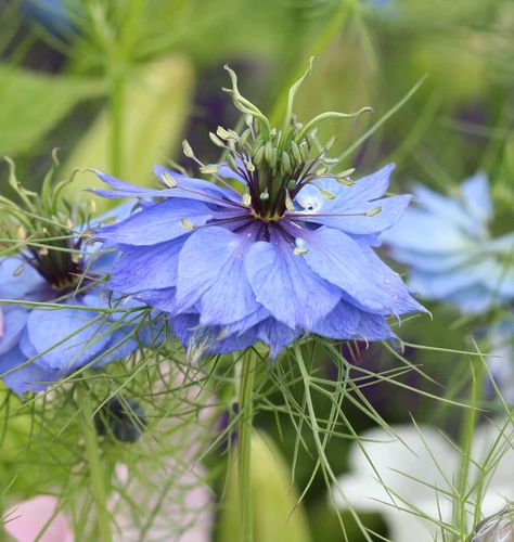 Nigella Plant, Fennel Flower, Nigella Damascena, Scent Garden, Shades Of Violet, Nigella Seeds, British Flowers, Macro Flower, Bee Garden