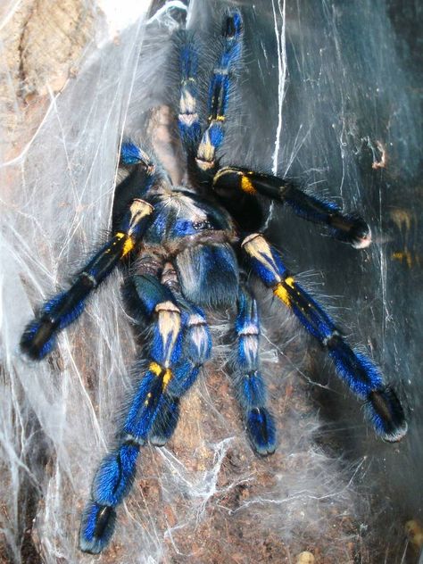 Poecilotheria metallica by PersistentAura on DeviantArt Sapphire Tarantula, Unique Spiders, Poecilotheria Metallica, Poisonous Spiders, Tarantula Spider, Jumping Spiders, Beetle Insect, Cool Bugs, Jumping Spider