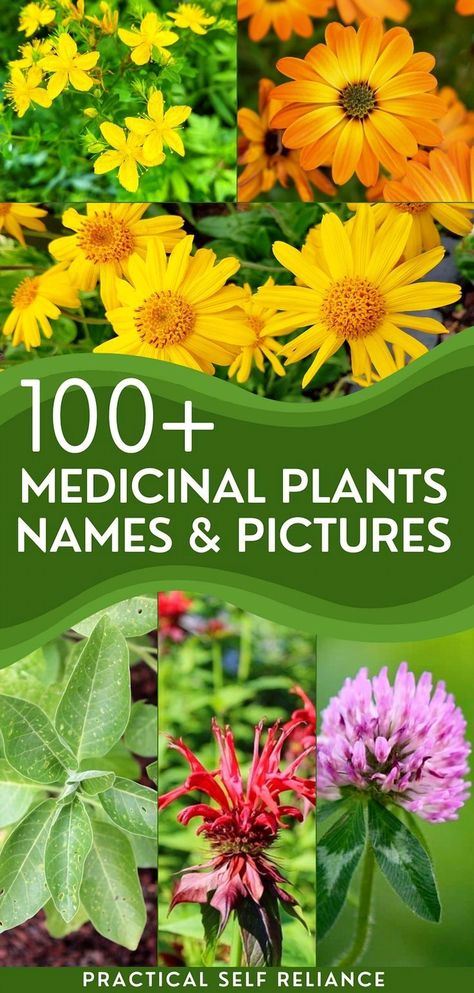 Dive into the world of natural remedies with our curated collection of 100 medicinal plants, each accompanied by stunning photos to spark your gardening creativity this summer. Whether you're a seasoned herbalist or a curious beginner, these plants offer a wealth of healing properties and vibrant beauty. Transform your garden into a sanctuary of wellness and inspiration, and learn how to incorporate these powerful plants into your daily life. From calming chamomile to invigorating mint, embark on a botanical journey that nourishes both body and soul. Beginner Herbalist, Herbalism For Beginners, Plants Names, Herbs And Their Uses, Medicinal Wild Plants, Medicinal Herb Garden, Medical Plants, Medicine Garden, Herbal Medicine Recipes