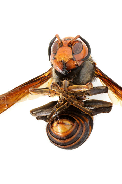 Japanese Giant Hornet stinger Japanese Hornet, Japanese Giant Hornet, Cool Insects, Bee Colony, Bees And Wasps, Sea Dweller, Flying Insects, Unusual Animals, Arthropods