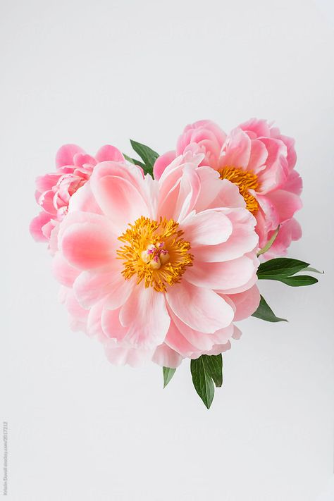 Spring Tulips, Bunch Of Flowers, Peony Flower, Types Of Flowers, Floral Illustrations, Flower Backgrounds, Pink Peonies, Real Flowers, Floral Bouquets