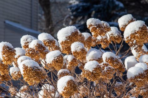 How To Winterize Hydrangeas Winterizing Hydrangeas, Hydrangea Tree, Big Leaf Hydrangea, Types Of Hydrangeas, Plant Bugs, Preserved Hydrangea, Limelight Hydrangea, Most Popular Flowers, Hydrangea Garden