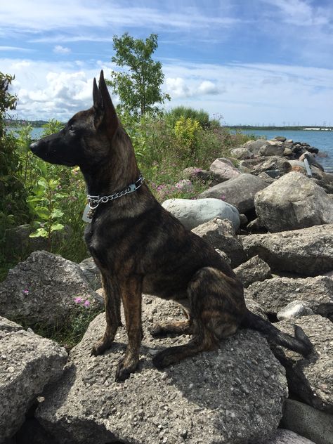 Black Dutch Shepherd, Dutch Shepherd Aesthetic, Dutch Shepherd Puppy, Dutch Shepherd Dog, Dog Treadmill, Dog Foto, Protection Dogs, Black German Shepherd Dog, Dutch Shepherd