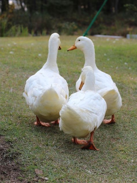 Facts About Ducks, Pekin Ducks, Duck Houses, Aesthetic Bird, Pekin Duck, Duck Farming, Duck Pictures, Duck Photo, Pet Ducks