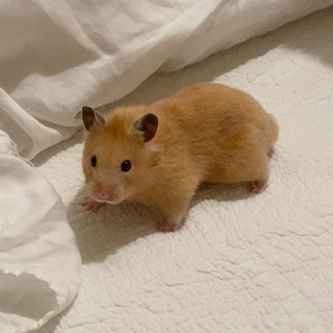 Ginger Hamster, Orange Hamster, Hamster Aesthetic, Teddy Bear Hamster, White Hamster, Bear Hamster, Hamster Pics, Hamster Life, Pet Hamster