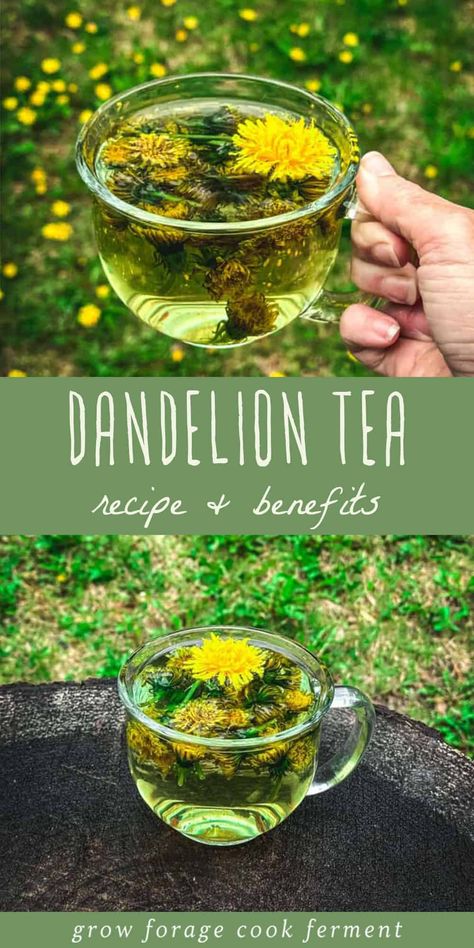 Dandelion tea is a refreshing herbal tea made from dandelion flowers. Not only does it taste great, but it is packed with a host of health benefits. Dandelion tea aids in digestion, helps detoxify the liver and is packed with vitamins and minerals. Try this easy herbal tea recipe to get the full benefits of this edible wild plant. I know you'll love this easy dandelion recipe! Foraging Dandelions, Dandelion Recipe, Dandelion Tea Benefits, Dandelion Tea Recipe, Medicinal Weeds, Dandelion Benefits, Medicine Garden, Wild Food Foraging, Dandelion Flowers