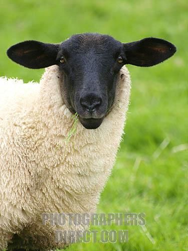 Suffolk sheep are a black-faced, open-faced breed of domestic sheep raised primarily for meat.#suffolksheep #animal #blackfaced Black Faced Sheep, Suffolk Sheep, Sheep Paintings, Sheep Breeds, Sheep Art, Sheep And Lamb, Sheep Farm, A Sheep, Animal Photo