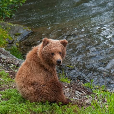 Life In The Dreamhouse Barbie, Dreamhouse Barbie, Bear Aesthetic, Kodiak Bear, Barbie Life In The Dreamhouse, Life In The Dreamhouse, Classic Barbie, Brown Bears, Bear Bear