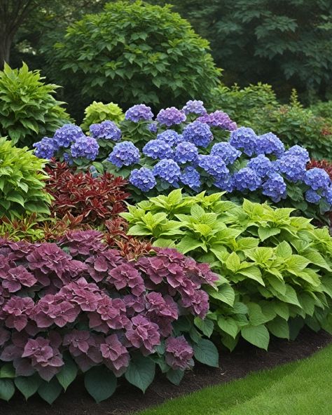 Hydrangea Shade Garden, Landscape With Hydrangea, Hydrangea Garden Bed, Peony And Hydrangeas Garden, Hosta And Hydrangea Garden, Hydrangea Landscaping Ideas, Hydrangea Layered Garden, Boxwood And Hydrangea Landscaping, Hydrangea And Boxwood Landscaping