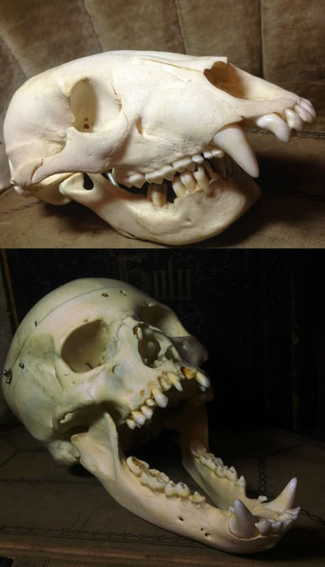 409k Animal Bones Reference, Animal Taxidermy Art, How To Clean Bones, Oddity Aesthetic, Animal Bones Aesthetic, Bear And Human, Animal Skull Reference, Animal Bone Tattoo, Vulture Aesthetic