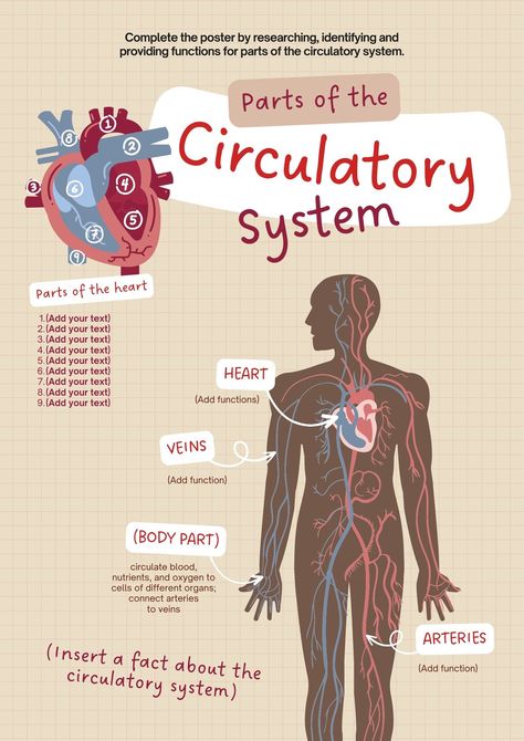 Templates Heart Blood Circulation, Blood Anatomy And Physiology, Heart Anatomy Notes, Blood Circulation Diagram, Blood Vessels Anatomy, Circulation Diagram, Heart System, The Circulatory System, Nursing School Essential