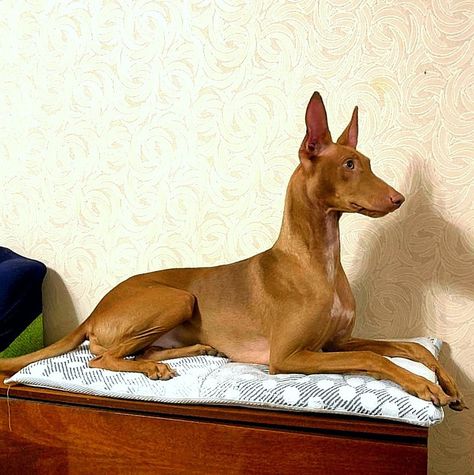 Pharoah Dog, Pharaoh Dog, Cool Pictures Of Animals, Egyptian Character Design, Egyptian Dog, Egyptian Character, Pretty Pets, Pharaoh Hound, Beautiful Dog Breeds