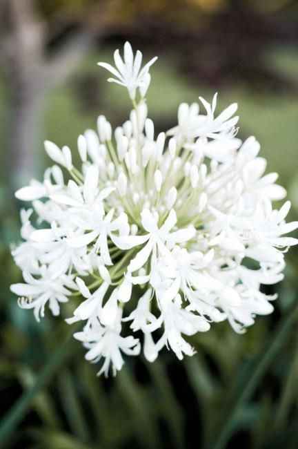 The commonly grown agapanthus flower, often called Lily of the Nile, was introduced to Australia from South Africa. They are extremely hardy, drought-tolerant plants that produce flowers in different colours from white to blue to purple. White Agapanthus, Agapanthus Plant, Lily Of The Nile, Agapanthus Africanus, Australian Garden Design, Growing Tulips, African Lily, Azalea Flower, Indoor Flowering Plants