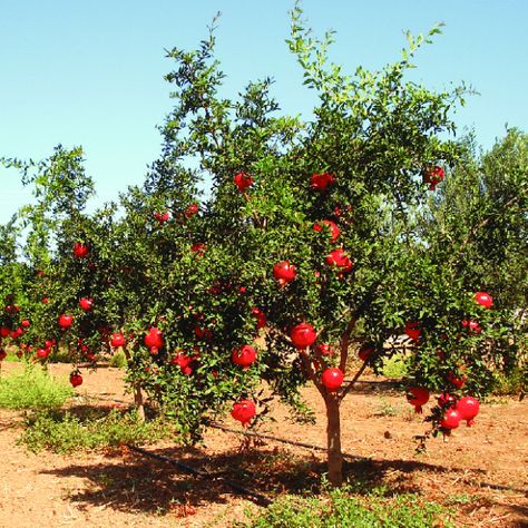 Growing Pomegranate From Seed, Pomegranate Tree Care, Small Yard Vegetable Garden Ideas, Pomegranate Tree, Seeds Gifts, Pomegranate Fruit, Tree Seeds, Tree Care, Vegetable Garden Design