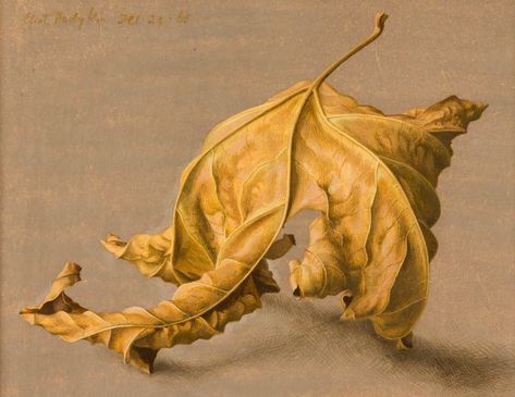 Eliot Hodgkin | Large Dead Leaf No.1 Eliot Hodgkin, Sycamore Leaf, Dead Leaves, Dry Leaves, Art 2023, Creation Art, Leaf Drawing, Jewelry Design Inspiration, Botanical Illustrations