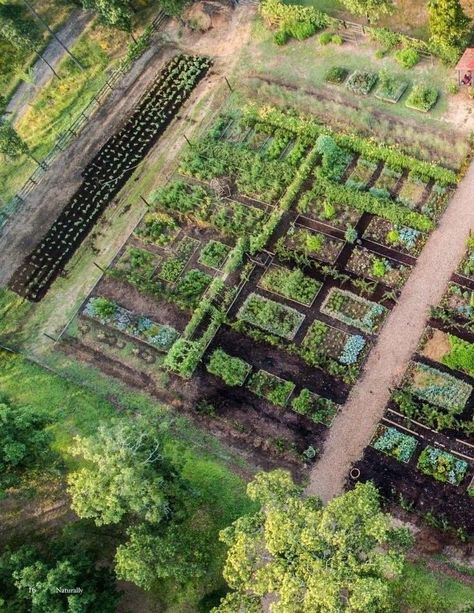 Urban Gardening Ideas, P Allen Smith, Potager Garden, Backyard Vegetable Gardens, Permaculture Gardening, Urban Gardening, Vegetable Garden Design, Food Garden, Fruit Garden