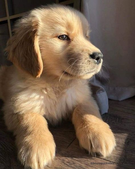 Training Strategy, Super Cute Puppies, Wallpaper Disney, Bad Behavior, Baby Animals Pictures, Cute Little Puppies, Retriever Puppy, Cute Dogs And Puppies, Cute Animal Photos