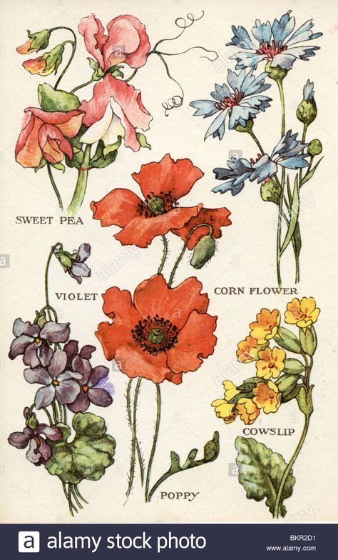 Diy Small Garden Ideas, Diy Small Garden, Corn Flower, Small Garden Ideas, Poppies Tattoo, Flower Illustrations, Aesthetic Garden, Botanical Illustration Vintage, Flower Sketches