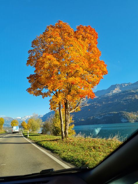 #switzerland #fall #autumn #nature 🍁🍂 Autumn In Switzerland, Switzerland Fall, Switzerland Autumn, Switzerland Aesthetic, Zurich Switzerland, Autumn Nature, Zurich, Fall Autumn, Fall Season