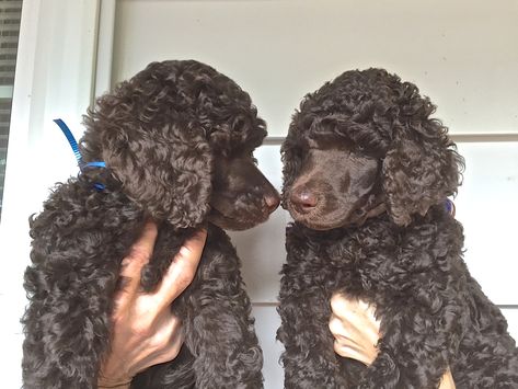 Chocolate Standard Poodle, Standard Poodle Puppy, Cute Dogs Pictures, Brown Poodle, Handsome Dog, Poodle Puppy Standard, Poodle Cuts, Dogs Pictures, Poodle Love