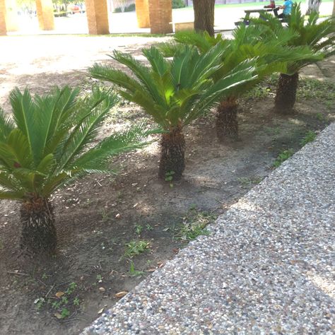 Mini palm trees! Mini Palm Tree Landscape, Short Trees, Mini Palm Tree, Short Palm Trees, Palm Trees Landscaping, Small Palm Trees, Palm Tree Plant, House Yard, Outdoor Landscape