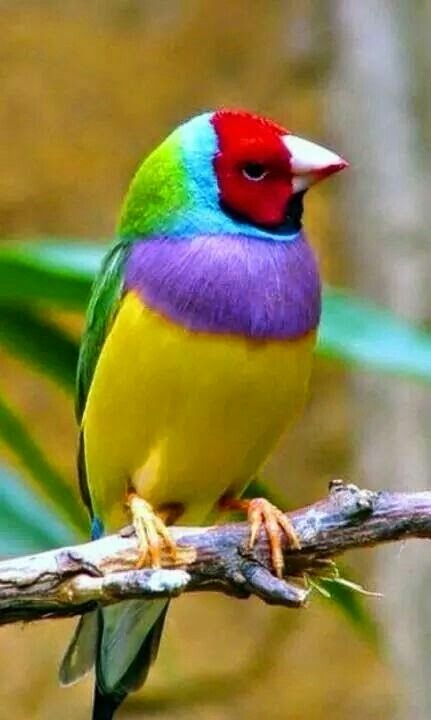 Beautiful bird, yellow, purple, red, green, blue & black The Magic Faraway Tree, Gouldian Finch, Faraway Tree, Kinds Of Birds, Finches, Australian Birds, Bird Wallpaper, Colorful Bird, Exotic Birds