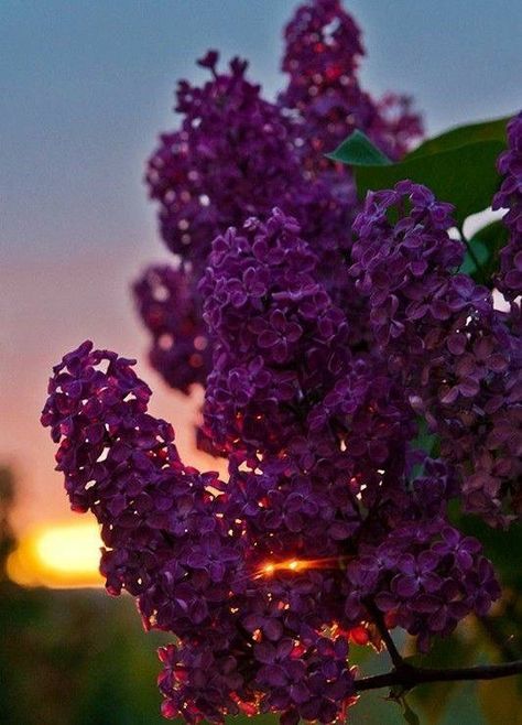 Lilac Plant, Flower Shop Decor, Rose Flower Photos, Cherry Flower, Nothing But Flowers, Garden Architecture, Flower Therapy, Lilac Flowers, Black Flowers