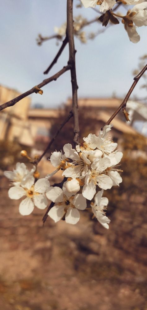 Flowers/spring season Beginning Of Spring, My Heart, Dandelion, The First, Plants, Flowers