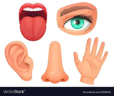 Tongue Taste Buds, Mouth Illustration, Sensory Organs, Isolated Icons, Eyes Vision, Senses Preschool, Senses Activities, Cartoon Body, Vision Eye