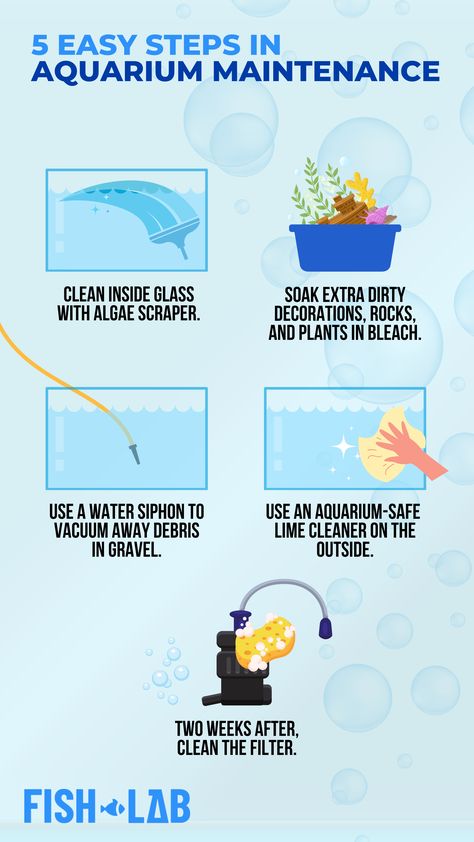 Maintaining a clean and healthy aquarium is crucial for the well-being of your aquatic pets. Here are some 5 essential steps in aquarium maintenance to keep your tank in good condition! Fish Care Tips, Aquatic Pets, Aquarium Maintenance, Betta Fish Care, Aquarium Water, Fish Care, Brass Faucet, Fish Tanks, Aquarium Fish Tank