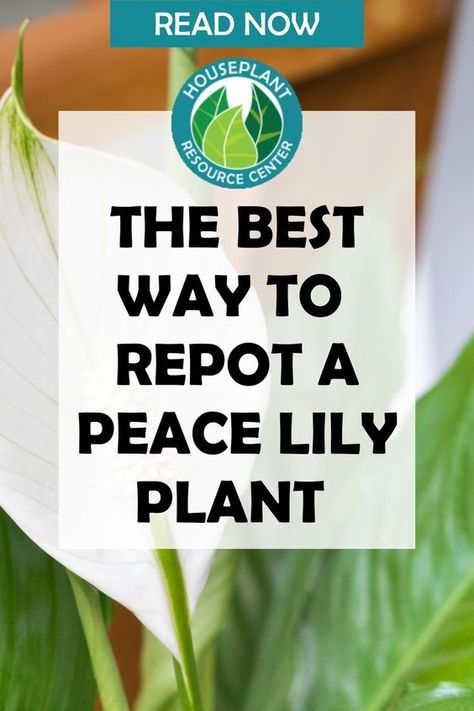 Peace Lily Plant Care, Keep Your Peace, Lilly Plants, Peace Lily Flower, Peace Lily Care, Peace Plant, Lily Plant Care, Peace Lillies, Peace Lilies