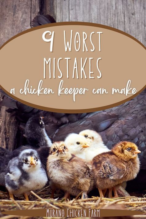 worst mistakes a chicken keeper