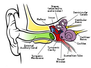 5 Simple Tinnitus Remedies to Relieve Ringing in the Ears - HubPages Cleaning Your Ears, Medical Terms, Latin Words, Hearing Loss, Cognitive Behavioral Therapy, Behavioral Therapy, Medical Conditions, Herbal Remedies, Sound