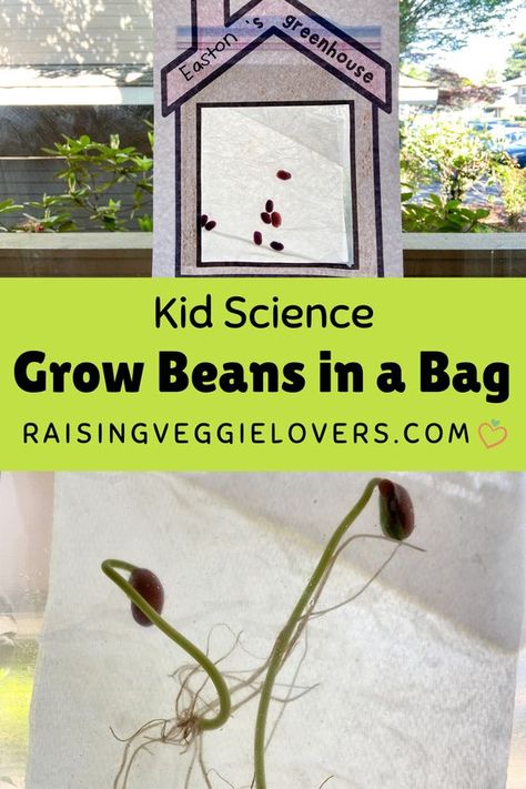 Grow Beans In A Bag, Life Cycle Of A Bean Plant Preschool, Bean Growing For Kids, Grow A Bean In A Bag, Growing A Bean In A Ziplock Bag, Seed In A Bag Experiment, Lima Bean Planting For Kids, Grow A Bean In A Bag Kids, Bean Activities For Preschool