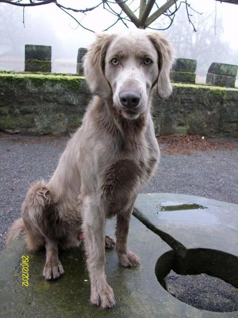 Long Haired Weimaraner, Grey Ghost, Semper Fidelis, Golden Puppy, Puppies And Kitties, Weimaraner, Dog Coats, Beautiful Dogs, I Love Dogs