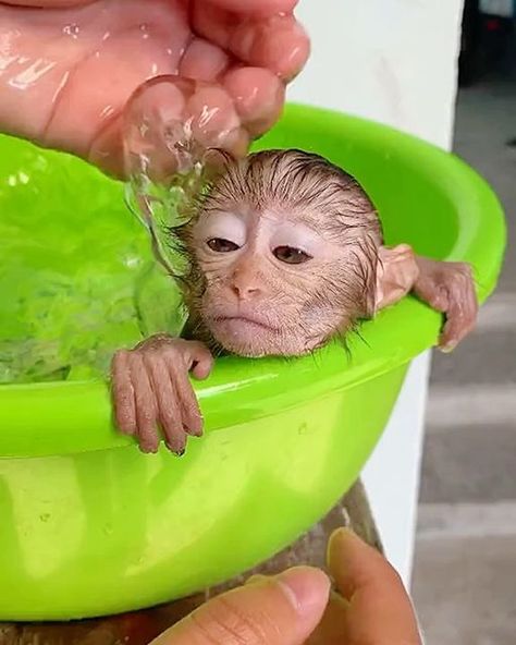 @adorable.monkey on Instagram: "It’s time to take a bath! 💕
(Jude_lola19)" Take A Bath, Take A, Take That, Bath, Animals, On Instagram, Instagram