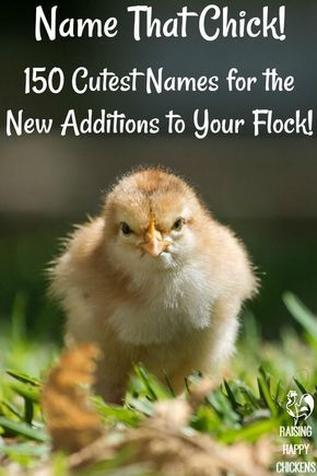 Need to find names for your baby chicks? From cute Silkies to grumpy roos, you'll find a great selection here!   #backyardchickens #chickens #chickennames #homesteading #backyardchickenideas #backyardchickentips #petchickennames #babychicks Peacock Coop, Homestead Beginner, Farm Life Aesthetic, Chicken Pets, Incubating Chicken Eggs, Chicken Coups, Aesthetic Farm, Pet Aesthetic, Chicken Raising