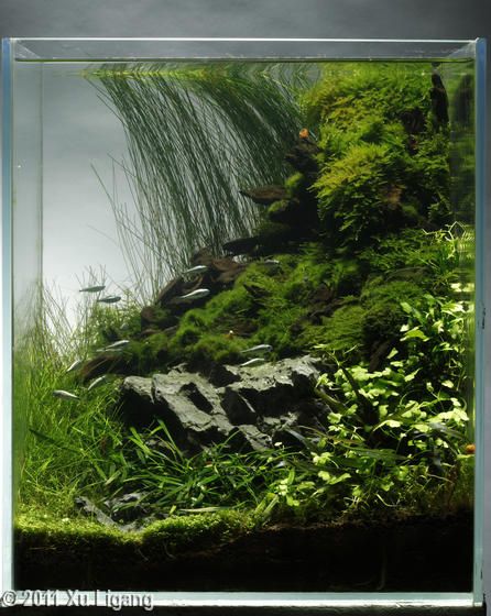 Beautiful small vertical tank. Terrarium, fish tank, or both? Sandwiched layers could make it a spectacular combination, no? 10 Gallon Fish Tank, Fish Tank Terrarium, Aquascape Design, Aquatic Garden, Aquarium Terrarium, Nano Aquarium, Aquarium Landscape, Nature Aquarium, Aquascape Aquarium