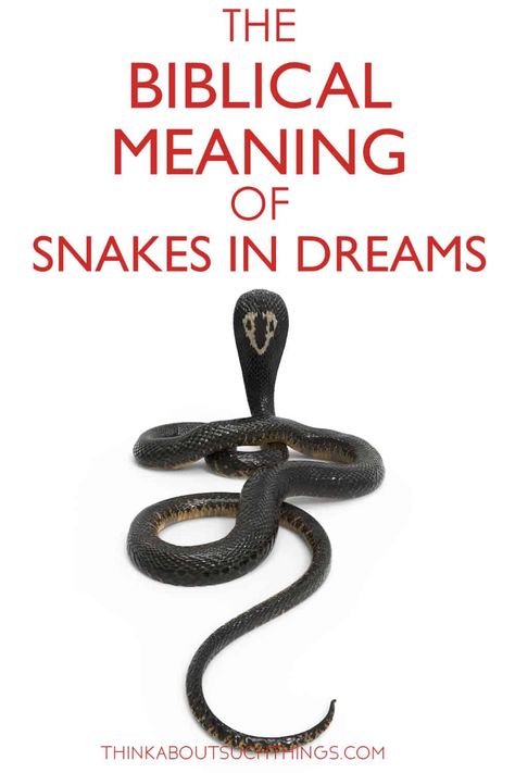 Having dreams of snakes can really shake you up. But you don't have to let the enemy bring fear into your life. Learn what Bible has to say about snakes and what it means in dreams. Also, tools on how to pray. #Bible #Prayer #dreams #snakes Less Christian Dream Interpretation, Biblical Numbers, Bible Meaning, Understanding Dreams, Spiritual Prayers, Bible Study Notebook, Bible Study Lessons, Dream Symbols, Dream Meanings