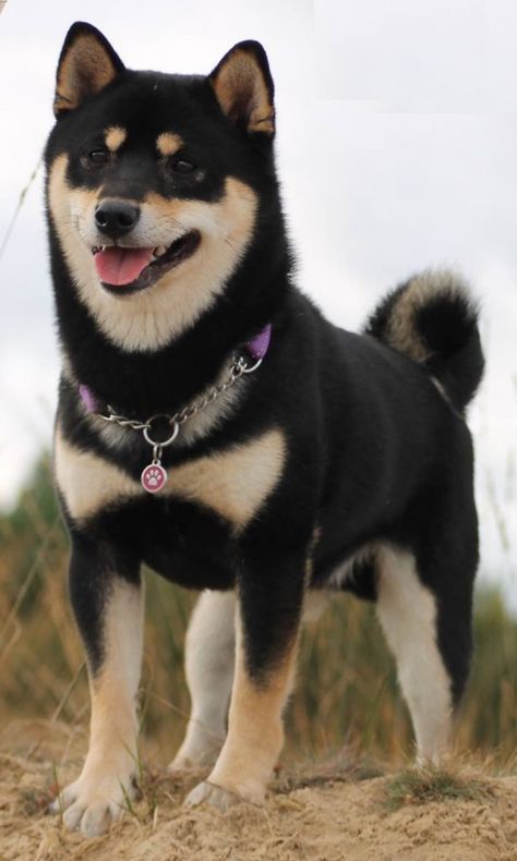 Shiba Inu Puppy Black, Black Shiba Inu Dog, Shiba Inu Black And Tan, Black And Tan Shiba, Black Shiba, Akc Breeds, Japanese Dogs, Shiba Inu Puppy, Shiba Inu Dog