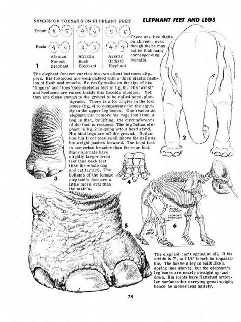 Elephant Anatomy, Anatomical Position, Animal Information, How To Draw Animals, Painting Animals, Draw Animals, Animal Anatomy, Animal Drawing, Zoology