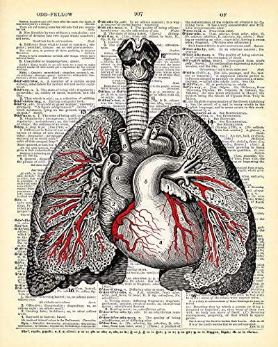 Upcycled Dictionary Wall Art Prints - Set of Three (8x10) Vintage Unframed Photo - Cool Home Decor and Easy Gift Giving - Heart, Lungs, Brain,#Set, #Unframed, #Vintage, #Prints Heart Anatomy, Dictionary Page, Anatomical Heart, Human Heart, Old Book, Book Page, Anatomy, Medical, Art Print