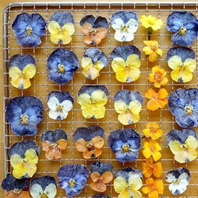 Dehydrating Flowers Dehydrate Flowers, Vodka Mixes, Dried Flowers Diy, Dehydrated Fruit, Cocktail Garnish, Garden Harvest, Fruit Vegetables, Dehydrator Recipes, Beef Jerky