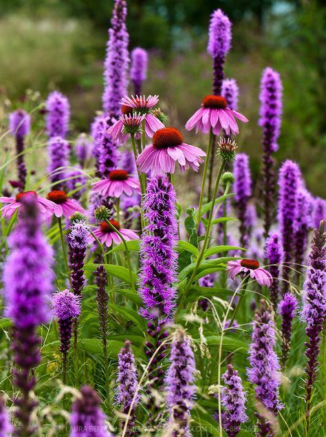 Purple Coneflower and Prairie Gayfeathers (Echinacea purpurea and Liatris spicata)  COPYRIGHT:2010 Laura Berman Liatris Spicata, Perennials Low Maintenance, Purple Coneflower, Prairie Garden, Garden Farm, Echinacea Purpurea, Farm Food, Purple Garden, Plant Combinations