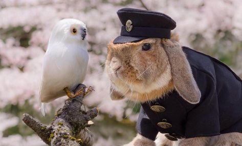 This dapper Japanese bunny has the best Instagram account | The Daily Dot Japanese Bunny, Menswear Dog, Japanese Rabbit, Judy Hopps, Bunny Rabbit, Screen Shot, Life Is Beautiful, Animals Beautiful, Instagram Accounts