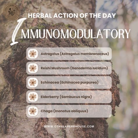 Immunomodulatory herbs contain compounds that help modulate the immune system, making them beneficial for both boosting immunity and calming an overactive immune response. These herbs work by: 🌿 Enhancing Immune Function: Strengthening the body's defenses against infections and diseases. 🌿 Balancing Immune Response: Regulating immune activity to prevent excessive inflammation or autoimmune reactions. 🌿 Supporting Overall Health: Providing antioxidants and anti-inflammatory properties to promo... Herbs For Autoimmune Disease, Boosting Immunity, Withania Somnifera, Sambucus Nigra, Medicinal Herbs Garden, Herbs Garden, Medical Herbs, Panax Ginseng, Ayurvedic Healing