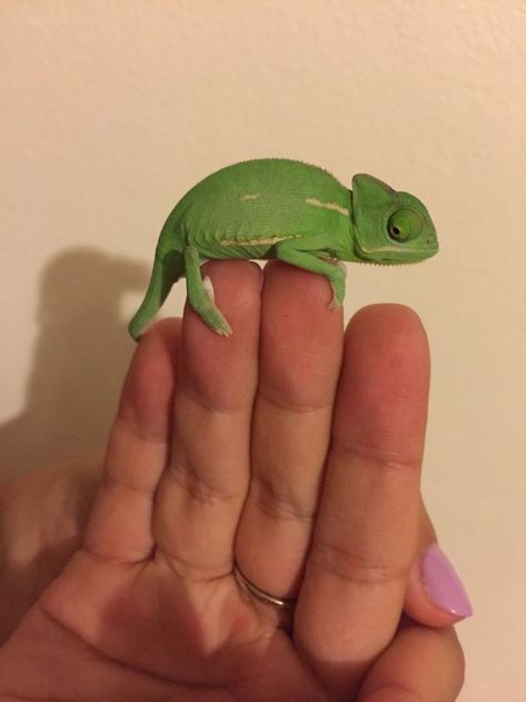 Types Of Chameleons, Cute Animals Videos, Baby Chameleon, Veiled Chameleon, Cute Lizard, One Month Old, Cute Reptiles, Name Suggestions, Chameleons